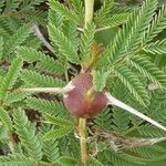 Vachellia drepanolobium Fruit