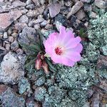 Lewisia rediviva Blomst