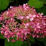 Hydrangea cinerea Flower