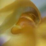 Vigna radiata Flower