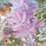 Acacia acanthaster Lapas