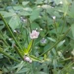 Epilobium parviflorumFlower