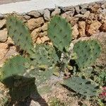 Opuntia dillenii Tervik taim