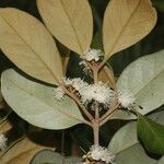 Eugenia hypargyrea Λουλούδι