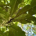 Cestrum schlechtendalii 葉