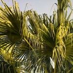 Livistona chinensis Folha