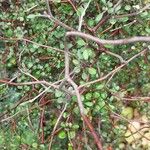 Corokia cotoneaster পাতা