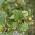 Betula humilis Leaf