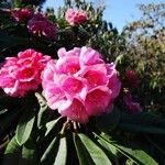 Rhododendron pudorosum Flor