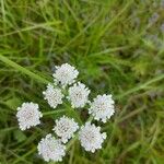 Oenanthe silaifolia Blomma