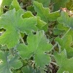 Pelargonium tomentosum Habitus