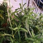 Lavandula dentata Листок