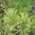 Pinus cembra ഇല