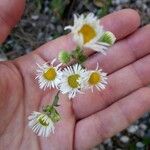 Erigeron strigosusFlower