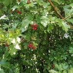 Crataegus laevigataGyümölcs