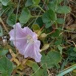 Calystegia soldanella Хабит