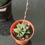 Haworthia marumiana Yaprak