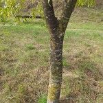 Celtis australis Rinde