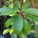 Myoporum laetum Blad