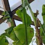Musa basjoo ഇല