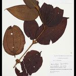 Henriettea horridula List