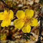 Rosa ecae Flors