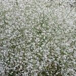 Crambe orientalis Blodyn