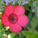 Linum grandiflorum Flower