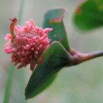 Euphorbia duvalii Цвят