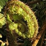 Dryopteris crassirhizoma List