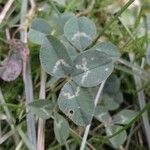 Trifolium repensLeaf