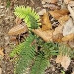 Polystichum aculeatum Blad