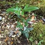 Campsidium valdivianum Hábito