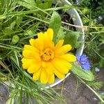 Calendula stellataFlower