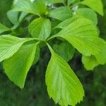 Crataegus punctata Leaf