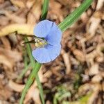 Commelina ensifolia 花