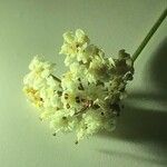 Seseli montanum फूल