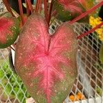 Caladium bicolor Leaf