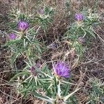 Centaurea calcitrapa Hàbitat