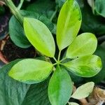 Schefflera spp. Leaf