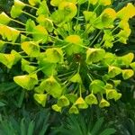 Euphorbia esula फूल
