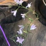 Campanula rapunculusFlower