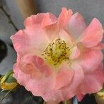 Rosa chinensis Květ