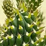 Cylindropuntia fulgida Folha
