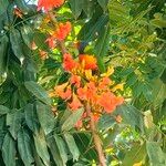 Castanospermum australe Floare