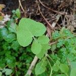 Lactuca muralis Feuille