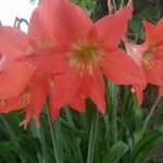 Hippeastrum puniceum Floare