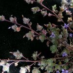 Cyananthus hookeri Yeri
