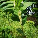 Polygonatum odoratumLehti