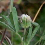 Trifolium leucanthum Other